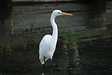 Egret 118